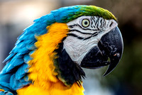 BOSCO: Free flying Macaw in Footscray