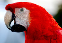 COCO - Free flying Macaw in Footscray