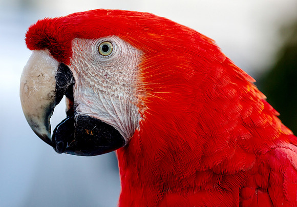 COCO - Free flying Macaw in Footscray